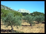 Field of olive trees at the base of the Sainte Victoire